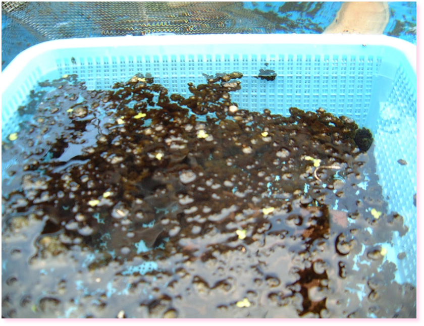 スイゼンジノリ